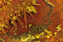 Becquérelite (x18) - Congo