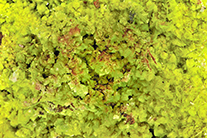 Autunite (x10) - France