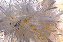 Halotrichite (x18) - Etats-Unis