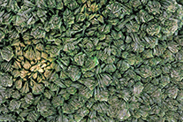 Torbernite (x15) - Katanga Congo