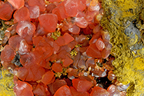 Rhodochrositeite (x18) - Allemagne